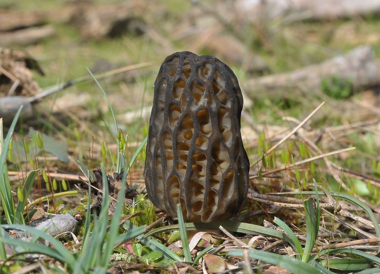 Morchella sp. -  Escursione